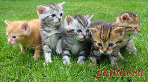 Ласковые породы кошек: каких домашних питомцев принято считать самыми дружелюбными