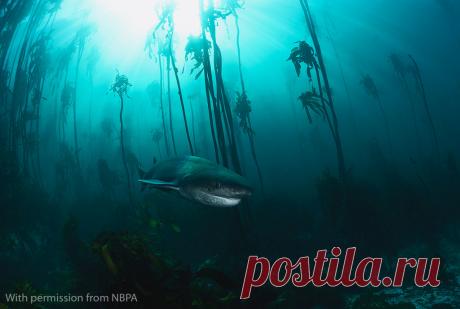 NBPA16-Underwater-Winner.jpg (1024×688)