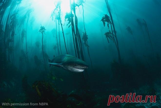 NBPA16-Underwater-Winner.jpg (1024×688)