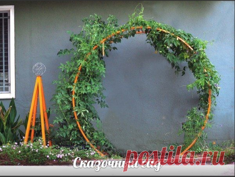 Сказочный сад (фиалки, цветы, овощи, экзотика))) — Выращиваем томаты | OK.RU
