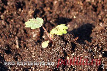 Выращивание земляники из семян - личный опыт, фото. Мелкоплодная ремонтантная земляника Рюген: выращивание из семян - Сайт о растениях