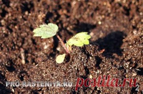 Выращивание земляники из семян - личный опыт, фото. Мелкоплодная ремонтантная земляника Рюген: выращивание из семян - Сайт о растениях