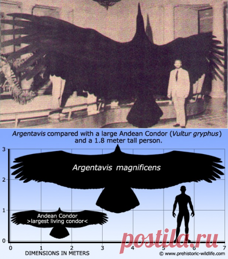Самая крупная птица в истории Земли — Наука и жизнь
