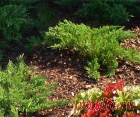 Мульчирование.