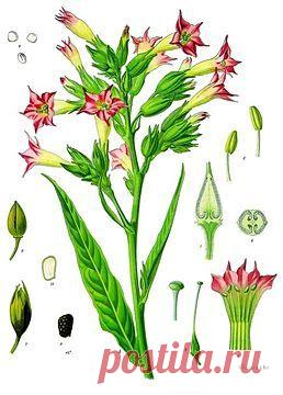 Тютюн (рослина) — Вікіпедія