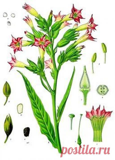 Тютюн (рослина) — Вікіпедія