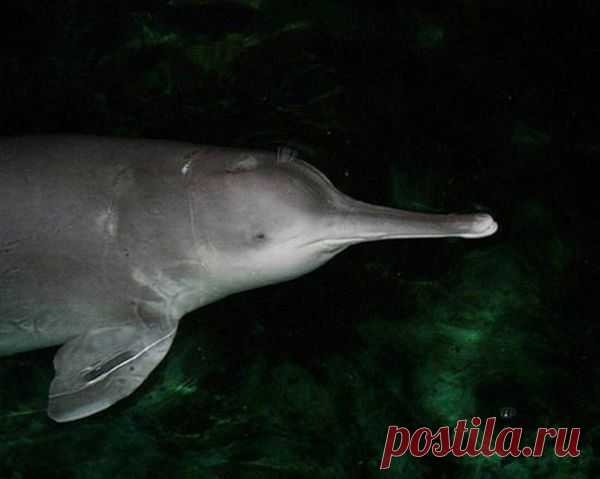Китайский речной дельфин