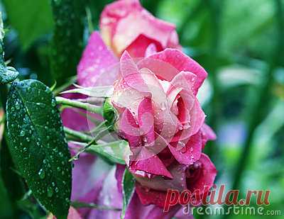 Stock Photos, Royalty-Free Images & Video Footage By Dreamstime Stock Photography