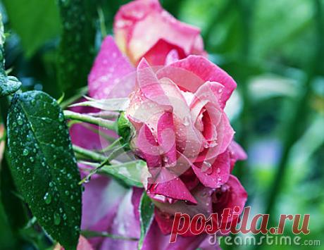 Stock Photos, Royalty-Free Images & Video Footage By Dreamstime Stock Photography