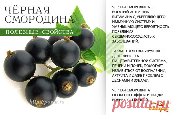 Черная смородина - полезные свойства