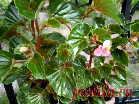 Быстрорастущие комнатные растения