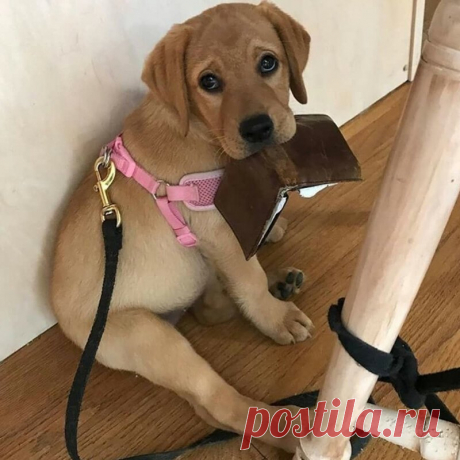 «Ни стыда ни совести» — Убойный юмор