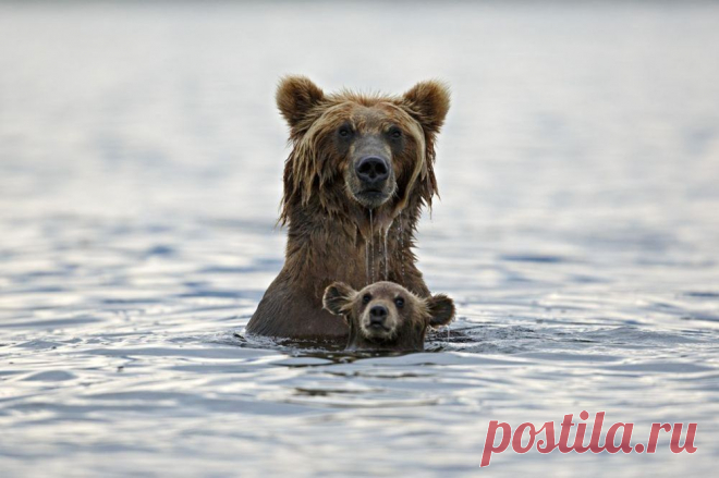 30 лучших снимков National Geographic за год