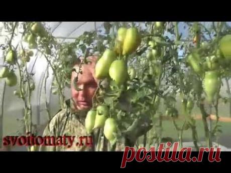 Завершение сезона 2015. Томаты в теплицах - YouTube
