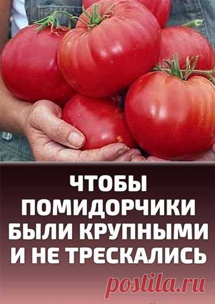Чтобы помидорчики были крупными и не трескались.

Чтобы любимые помидоры были крупными и созревали быстрее, приготовим для них полезные напитки:

в 10 литров добавим 3-4 капли йода. Поливать томатные кустики следует под корень один раз в неделю в объеме 1,5-2 литра под каждое растение;
Показать полностью...