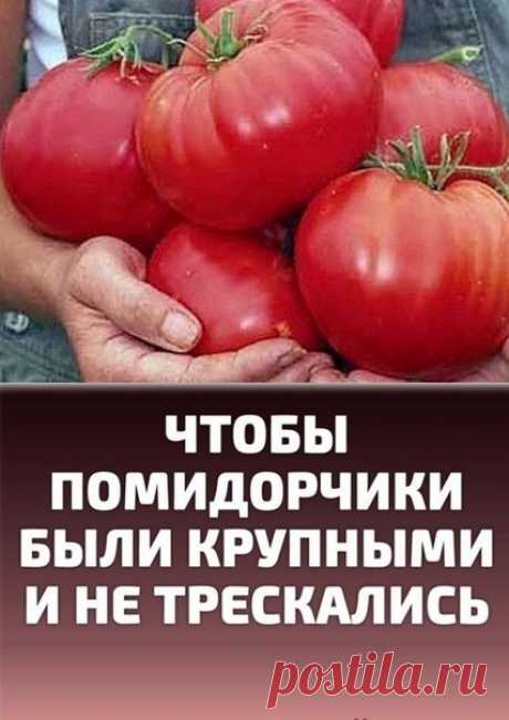 Чтобы помидорчики были крупными и не трескались.

Чтобы любимые помидоры были крупными и созревали быстрее, приготовим для них полезные напитки:

в 10 литров добавим 3-4 капли йода. Поливать томатные кустики следует под корень один раз в неделю в объеме 1,5-2 литра под каждое растение;
Показать полностью...