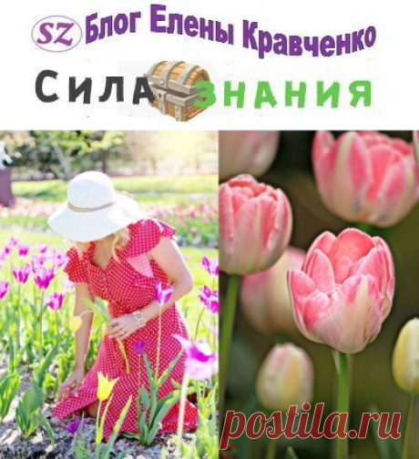 Когда выкапывать тюльпаны после цветения в открытом грунте