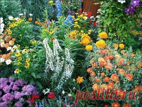 Выращивание цветов | Записи в рубрике Выращивание цветов | Дневник Nik2003