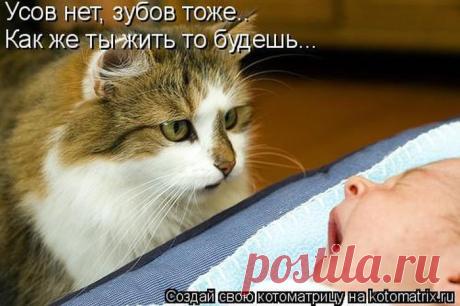 Лучшие котоматрицы недели / Питомцы