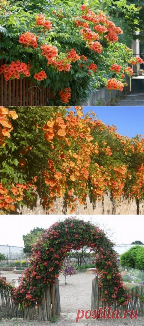 Кампсис- растение, которое не боится ни засухи, ни морозов