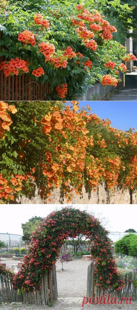 Кампсис- растение, которое не боится ни засухи, ни морозов