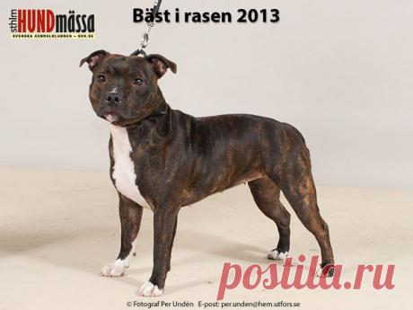 STAFFORDSHIRE BULLTERRIER Domare: IVERSEN PER, NORGE - hanar  BODEGÅRD GÖRAN  KANONKULANS TIC TAC TOE  Ägare: LAXÉN JESSICA, TRELLEBORG Uppfödare: JOHANSSON IRENE, TORSBY