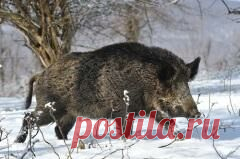 12 января в народном календаре Анисьин день