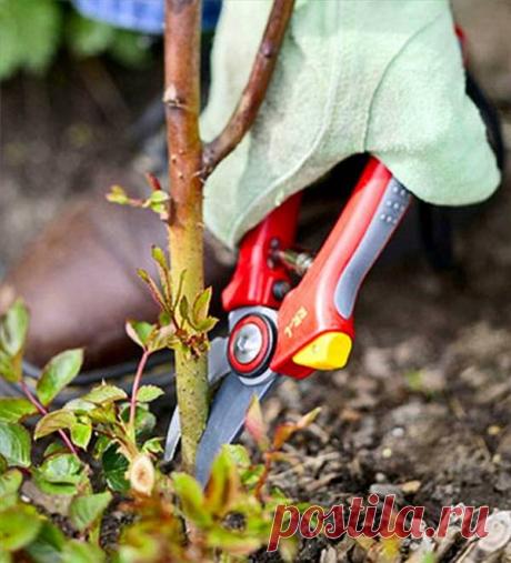 Как правильно обрезать кусты роз весной, что они не отцветали все лето?