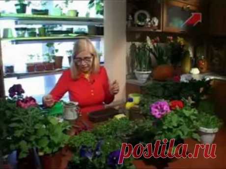 Советы от Октябрины Ганичкиной по зеленушке. — Яндекс.Видео