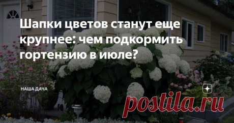 Шапки цветов станут еще крупнее: чем подкормить гортензию в июле? С сегодняшнего дня можно уже вполне оправданно говорить о том, что лето перевалило за середину. Хочешь-не хочешь, а пора принимать в расчет этот факт: еще несколько недель, и растения на даче «перейдут на зимнее время», начиная готовиться к предстоящей осени. В связи с этим опытные огородники уже по-другому выстраивают режим подкормок своих питомцев