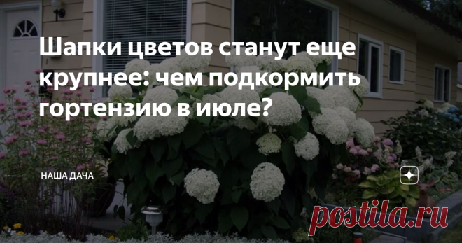 Шапки цветов станут еще крупнее: чем подкормить гортензию в июле? С сегодняшнего дня можно уже вполне оправданно говорить о том, что лето перевалило за середину. Хочешь-не хочешь, а пора принимать в расчет этот факт: еще несколько недель, и растения на даче «перейдут на зимнее время», начиная готовиться к предстоящей осени. В связи с этим опытные огородники уже по-другому выстраивают режим подкормок своих питомцев
