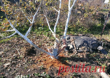 Закрыла дачный сезон. Последние дни на даче | Дачный дневник пенсионерки | Дзен