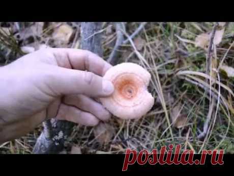 Грибы съедобные и не очень. Сосновый лес. Осень 2015 года.