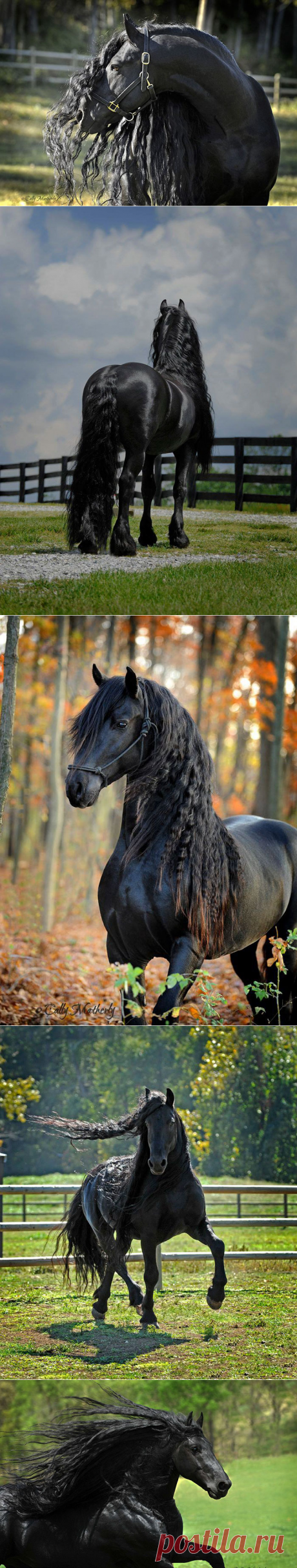 Самая красивая лошадь в мире