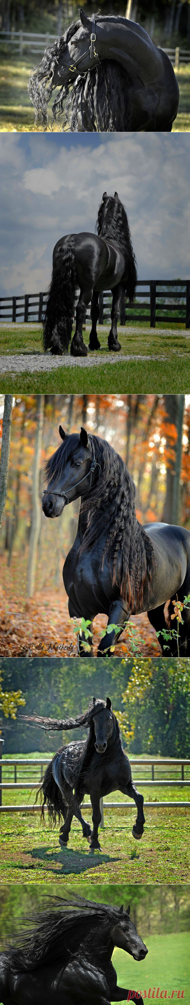 Самая красивая лошадь в мире