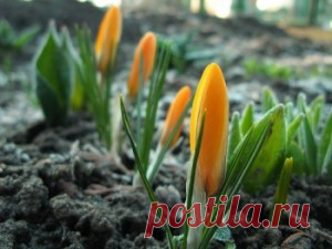 Balandžio mėnėsio darbai sode ir darže | Viskas apie sodą ir namus | Sodininkyste.lt