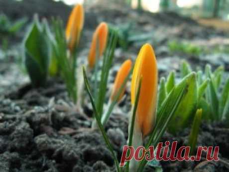 Balandžio mėnėsio darbai sode ir darže | Viskas apie sodą ir namus | Sodininkyste.lt