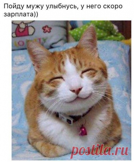 Кот