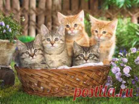 Сколько дней длится течка у кошек