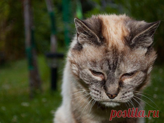 Последний день старого кота