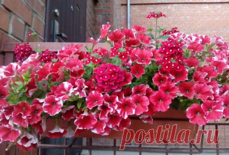 Петуния - хвастаемся цветущими растениями - Страница 17 - Форум цветоводов Фрау Флора