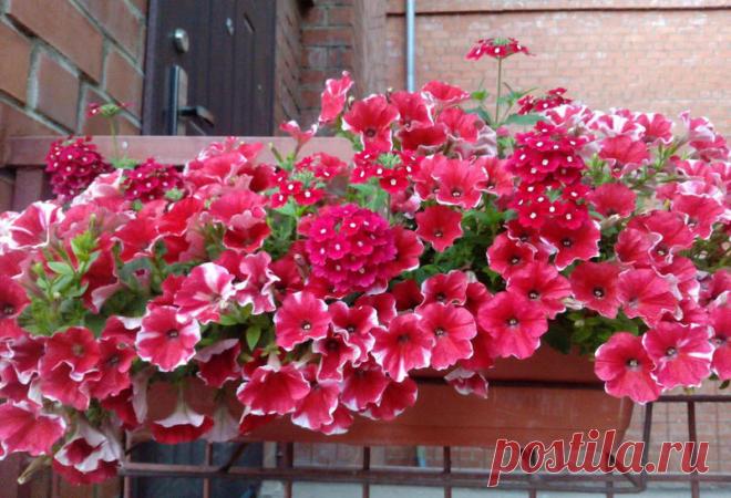 Петуния - хвастаемся цветущими растениями - Страница 17 - Форум цветоводов Фрау Флора