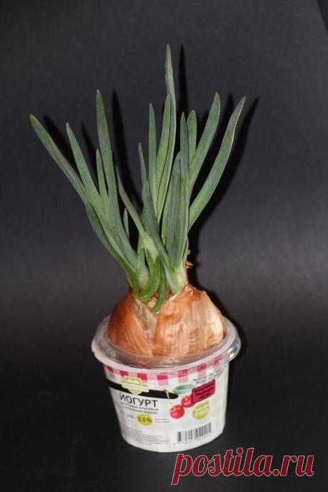 Лук на подоконнике: секреты и тонкости выращивания