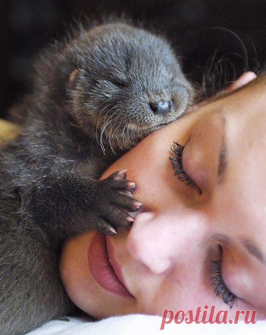 Новая мама для маленькой выдры....
