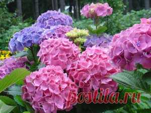 Гортензия меняет цвет | Искусство жить