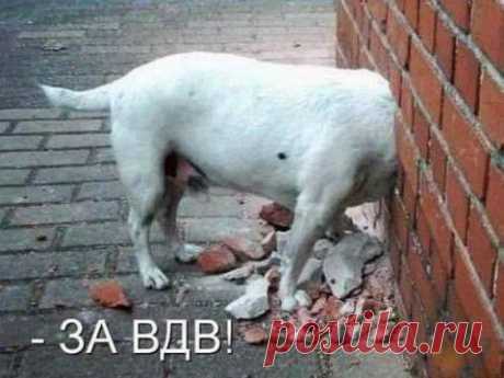 Для наших рукодельниц. Шьём овечку | Домохозяйки