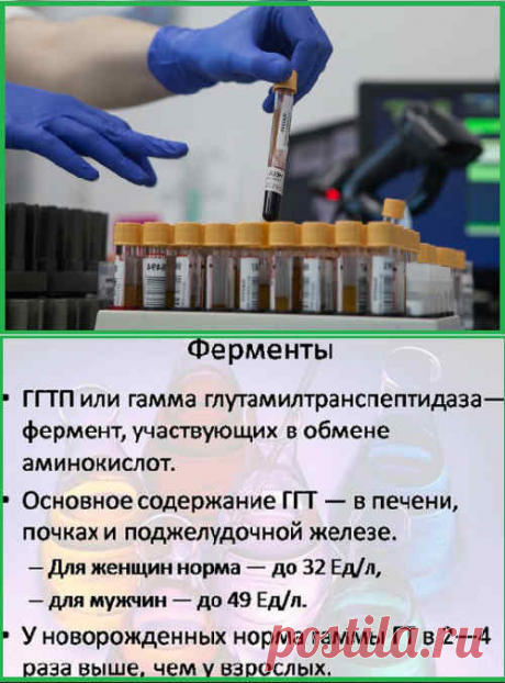 ГГТ в биохимическом анализе крови: что это значит, норма, повышен