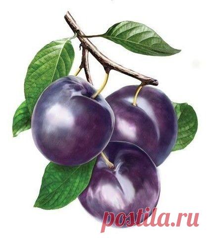 MZx1f177L7A.jpg (422×480)