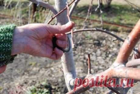 Как сделать прививку на яблоне весной? Яблоня на вашем участке растет уже который год, а урожая вы до сих пор не видели? Или же вкусовые качества и размеры яблок оставляют желать лучшего?


Подобные ситуации встречаются достаточно часто, и исправить их можно своими руками с помощью прививки веток от другой яблони того сорта, который в