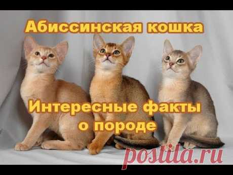 Абиссинская порода кошек - YouTube